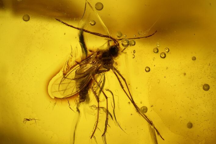 Fossil Fly (Diptera) In Baltic Amber #139065